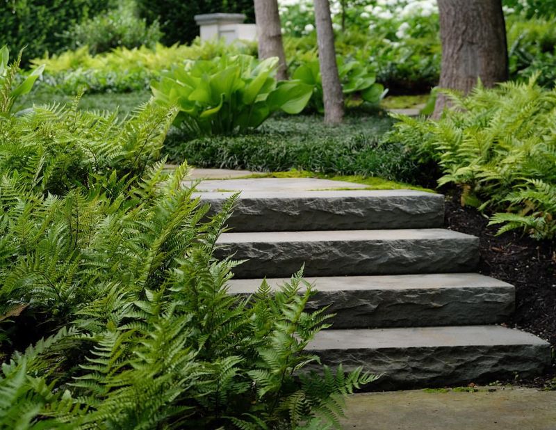 Woodland Fern Gardens