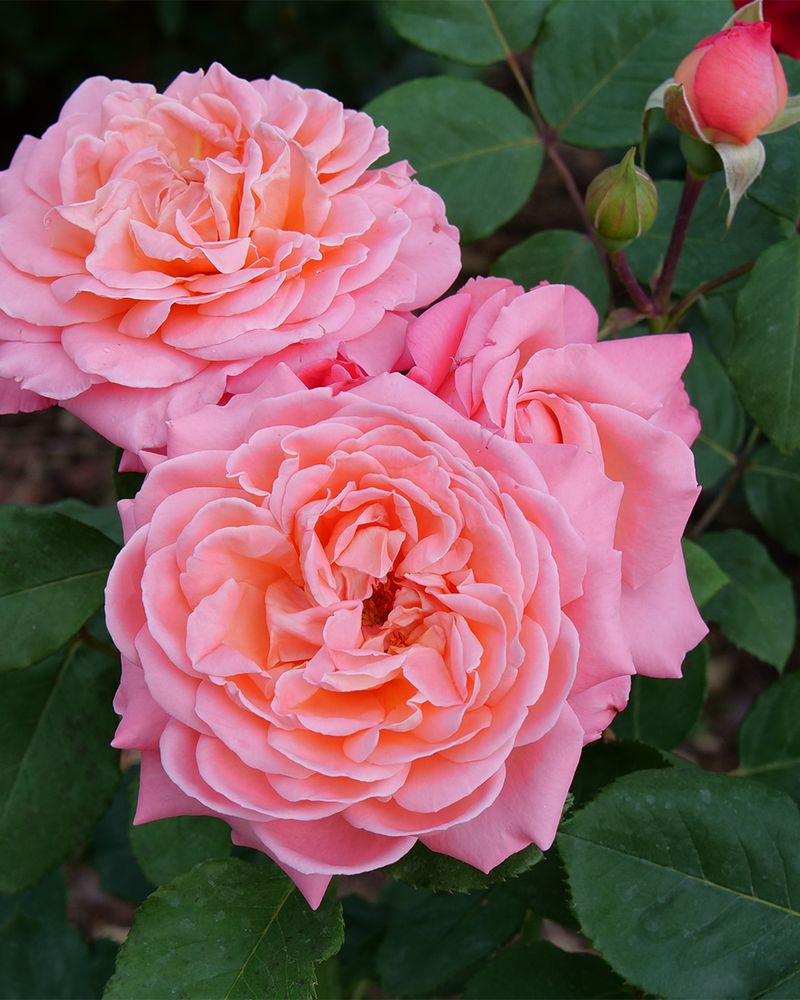 Coral Roses + Silver Artemisia