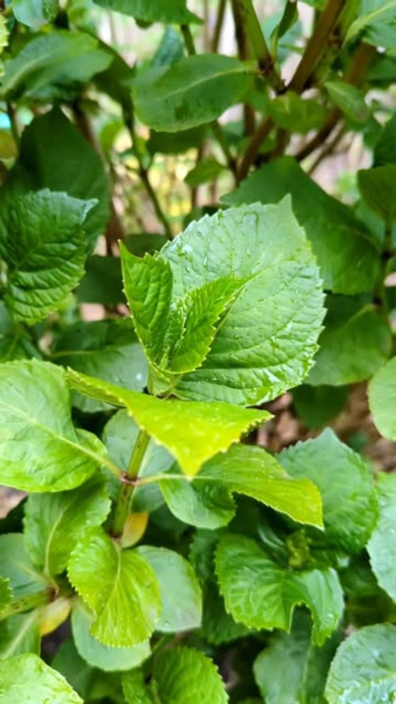 Collect Seeds for Propagation