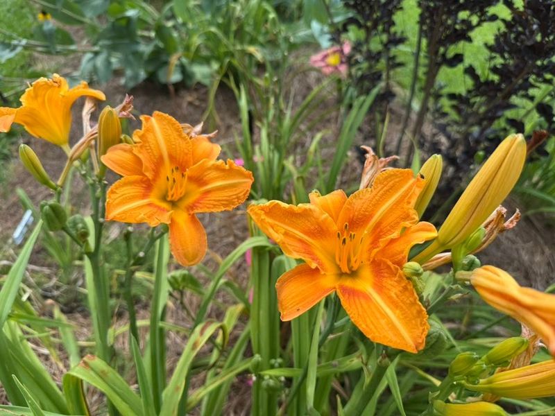 Deadheading Spent Blooms