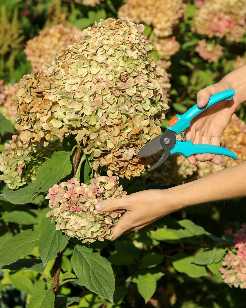 Prune With Purpose