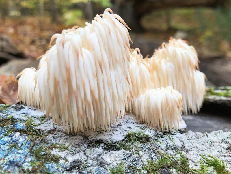 Lion's Mane