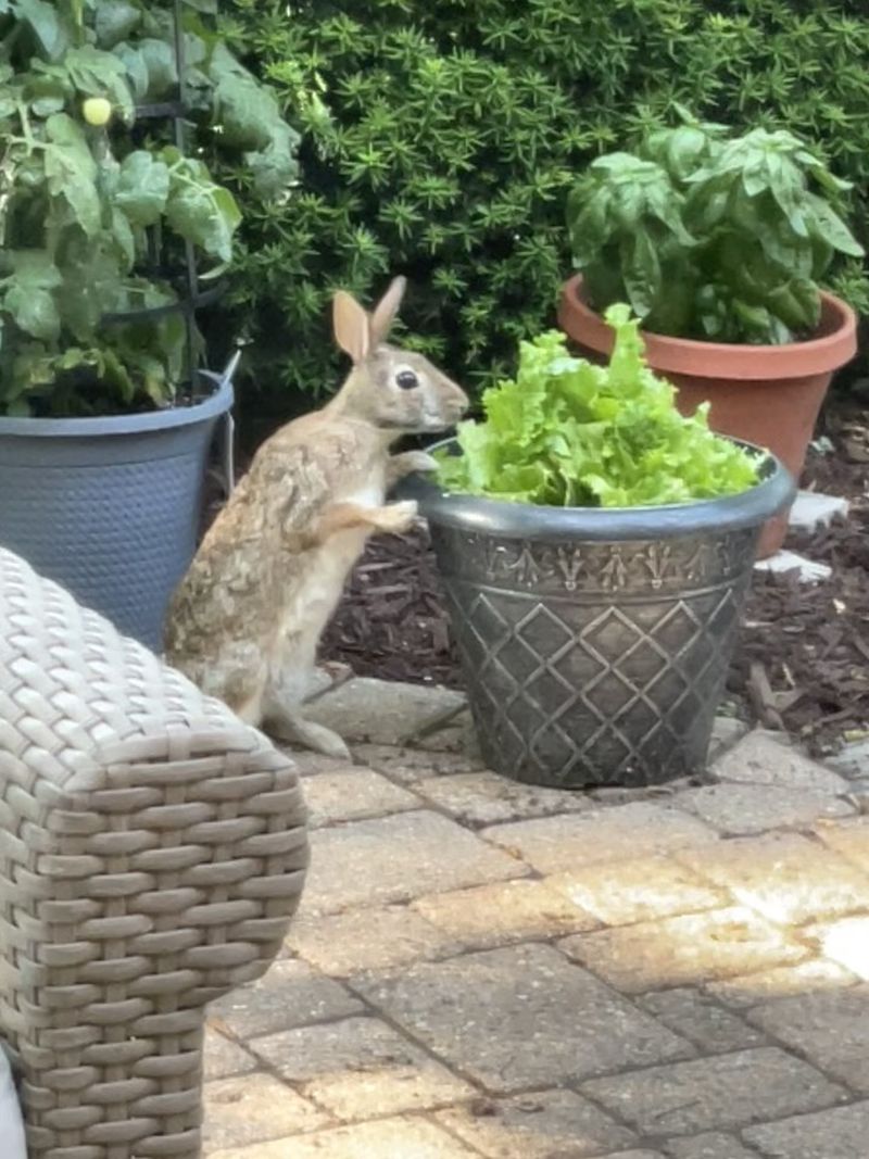 Rabbit-Proof Your Vegetable Patch