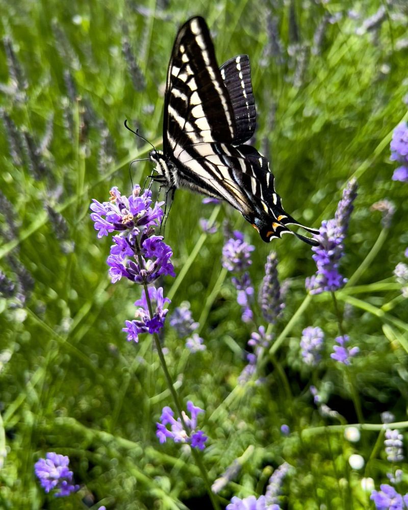 Butterfly Magnet