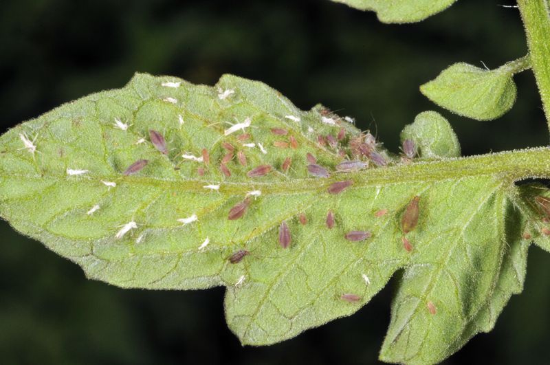 Increased Pest Susceptibility