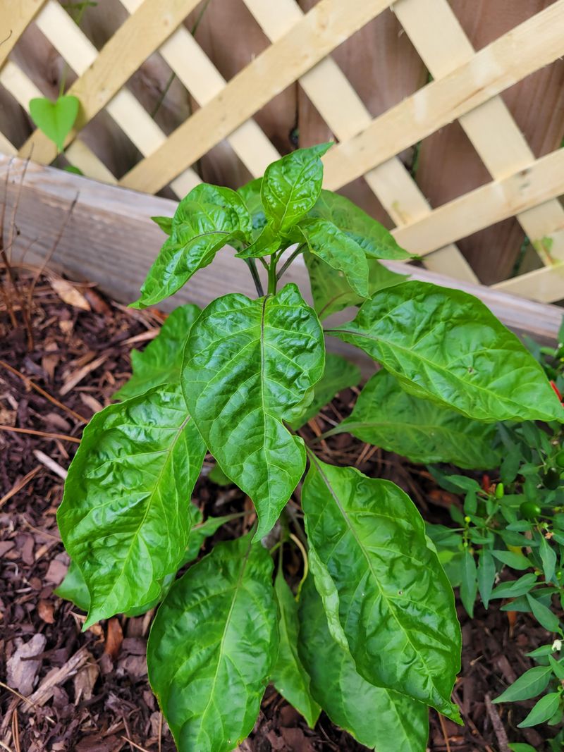 Curling Leaves