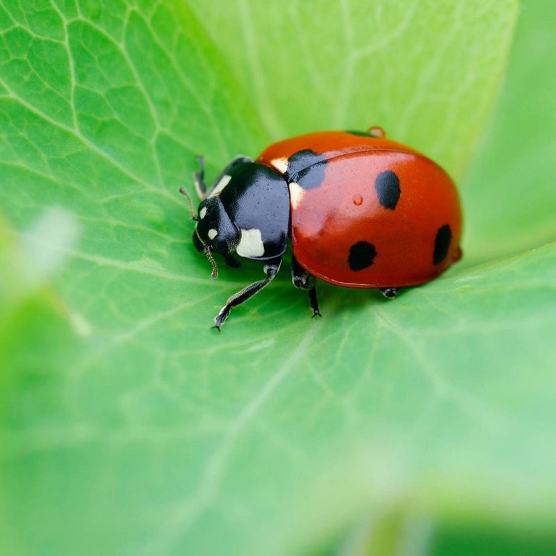 Reduced Predatory Insects