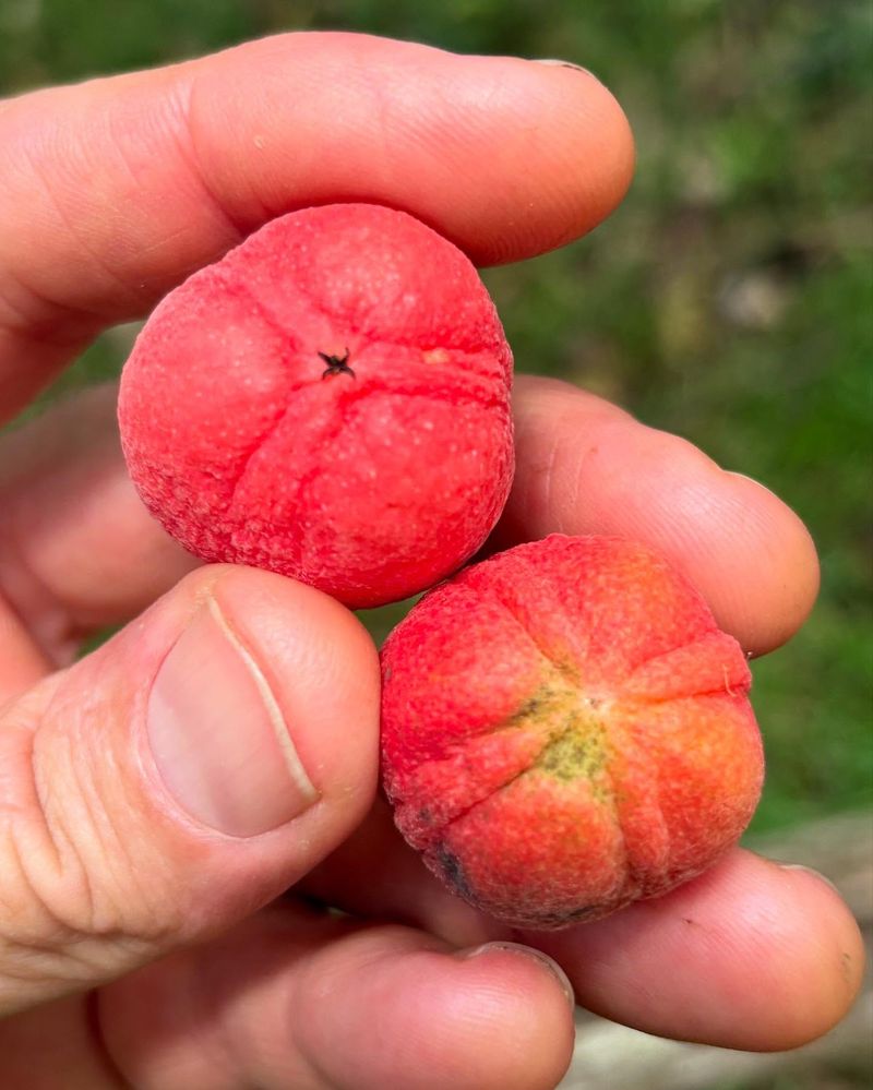 Vulnerable Lychees