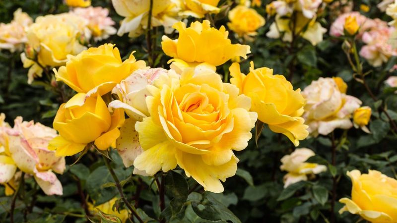 Hybrid Tea Roses