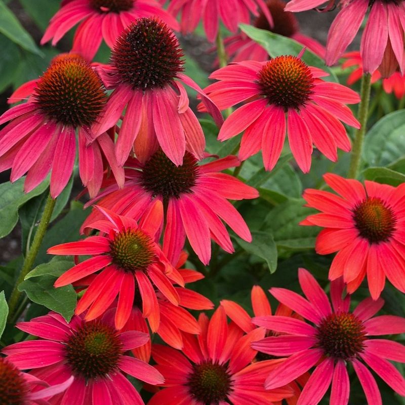 Coneflower (Echinacea)