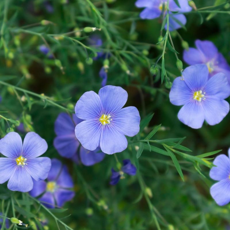 Perennial Flax