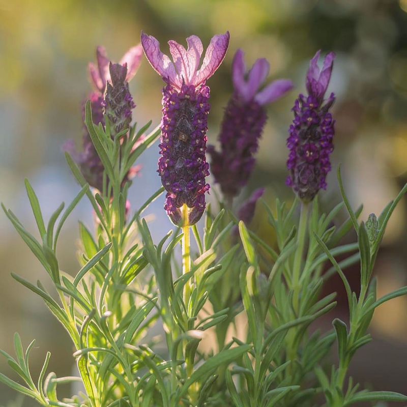 Fussy French Lavender