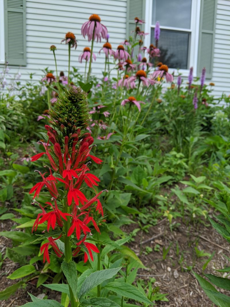 Cardinal Flower Patches
