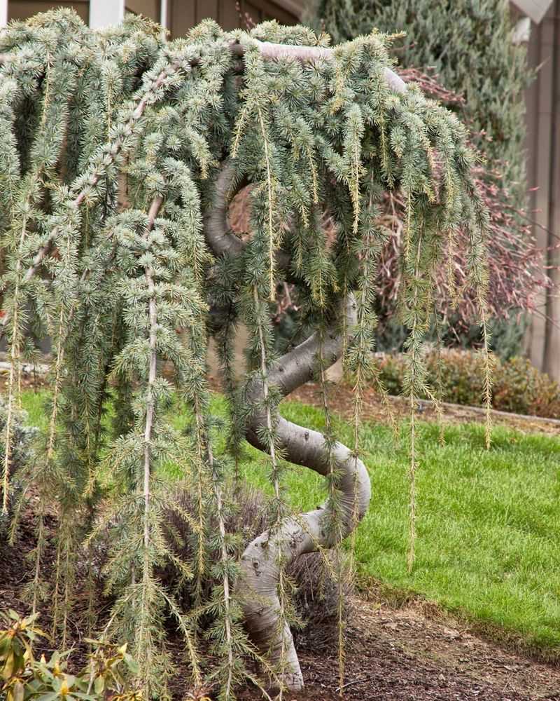 Blue Atlas Cedar: Beautiful but Doomed
