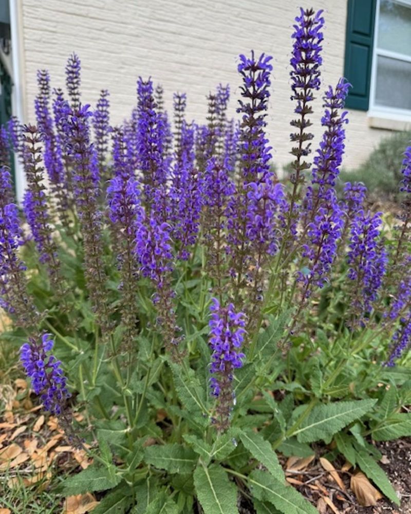 Steadfast Salvia