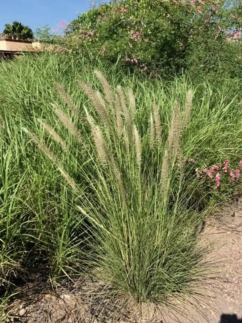 Fountain Grass