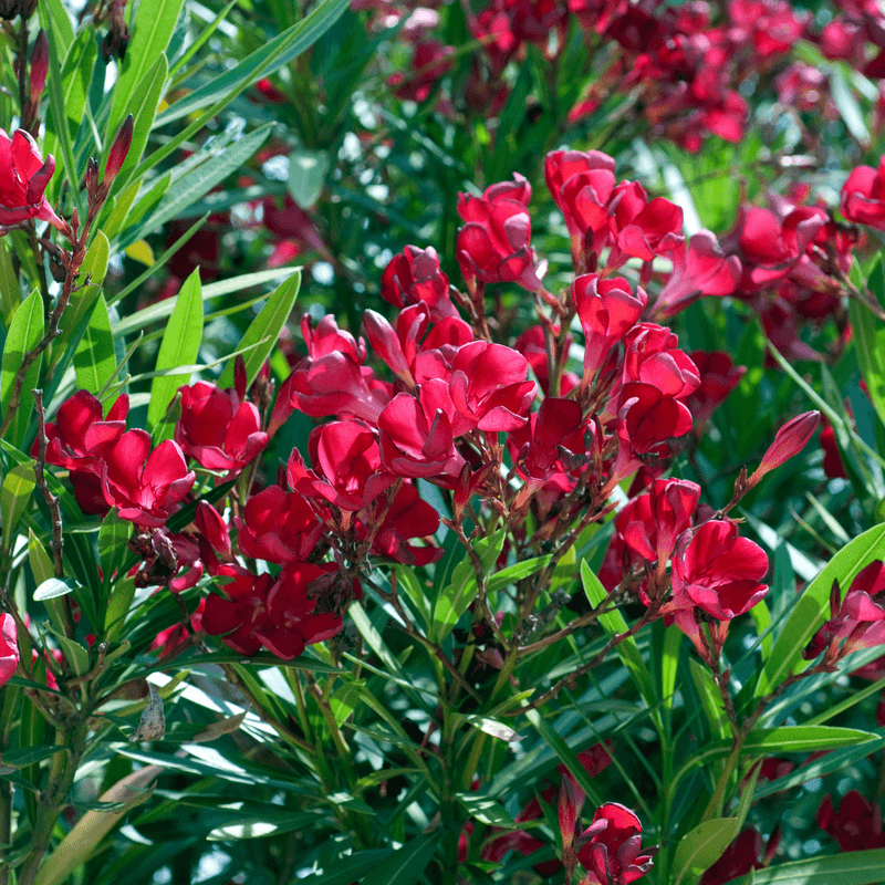 Oleander Tree