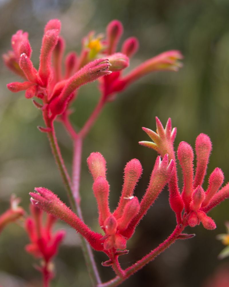 Kangaroo Paw