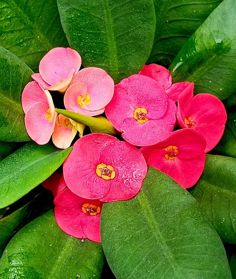 Crown Of Thorns