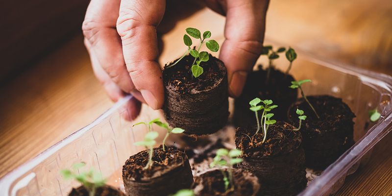 Seed Starting Booster