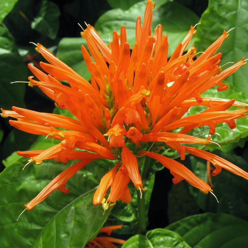 Mexican Honeysuckle (Justicia spicigera)