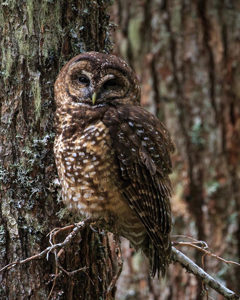 Spotted Owls