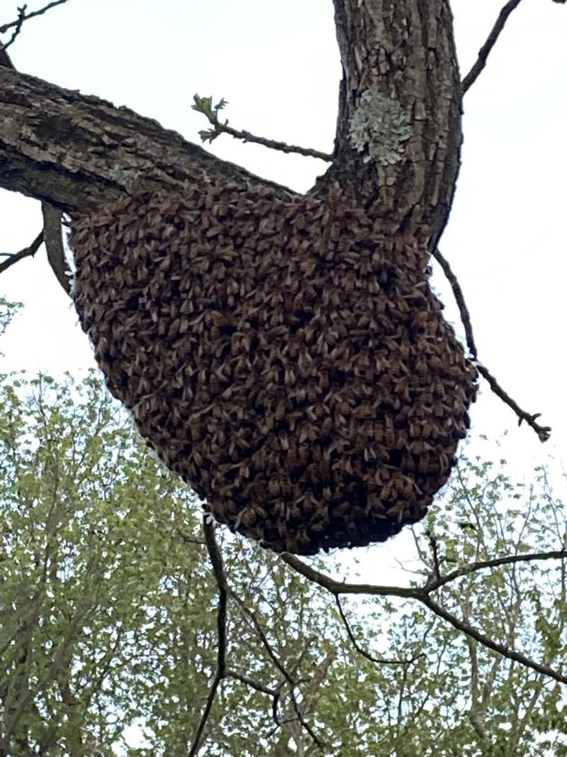 Honey Bee Swarms