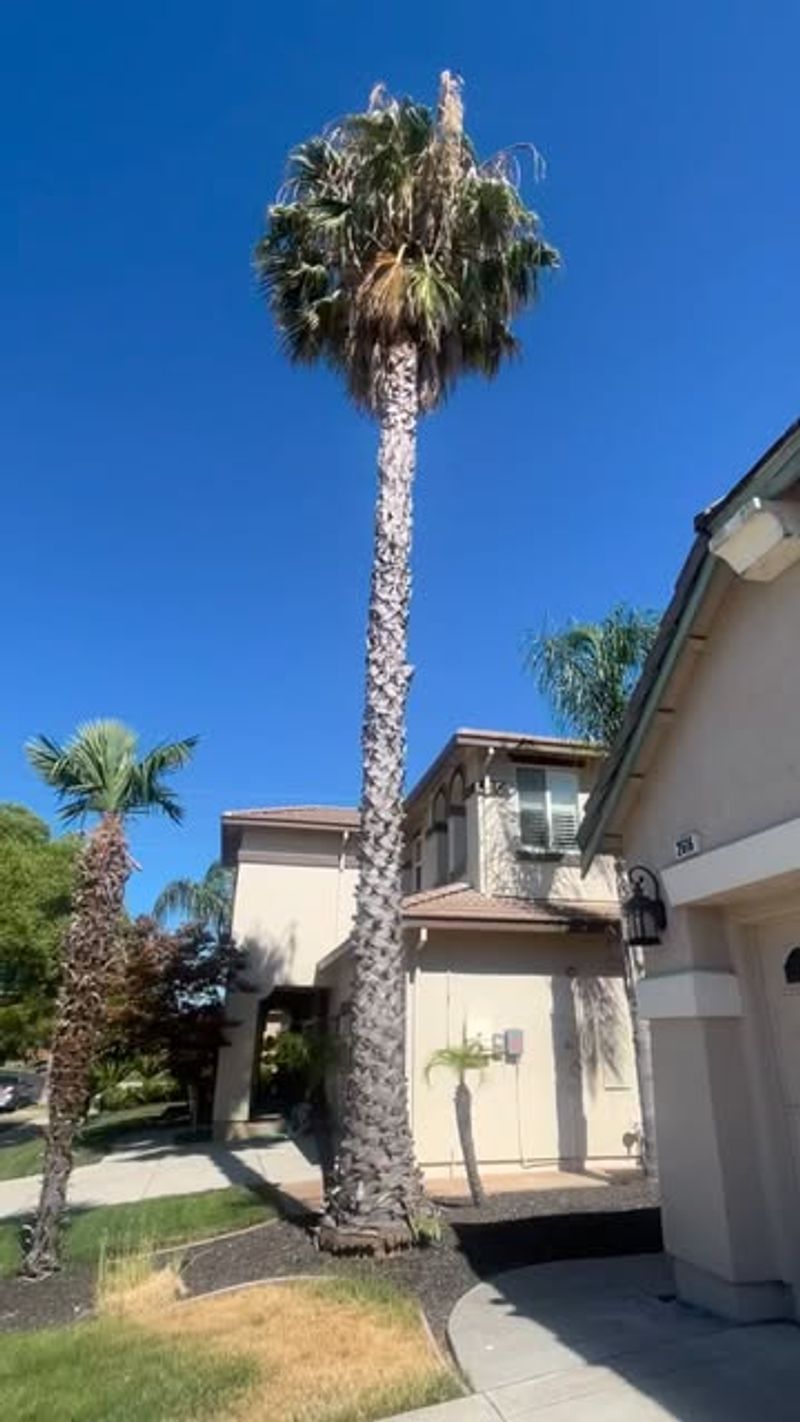 Mexican Fan Palm