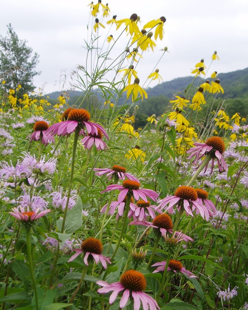 Plant A Pollinator Buffet With Diverse Native Flowers