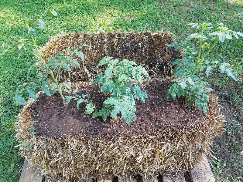 Grow Vegetables In Straw Bales