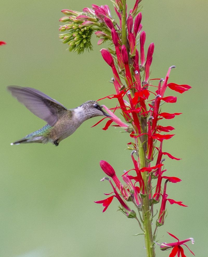 Build A Hummingbird Haven With Bee Balm And Cardinal Flower