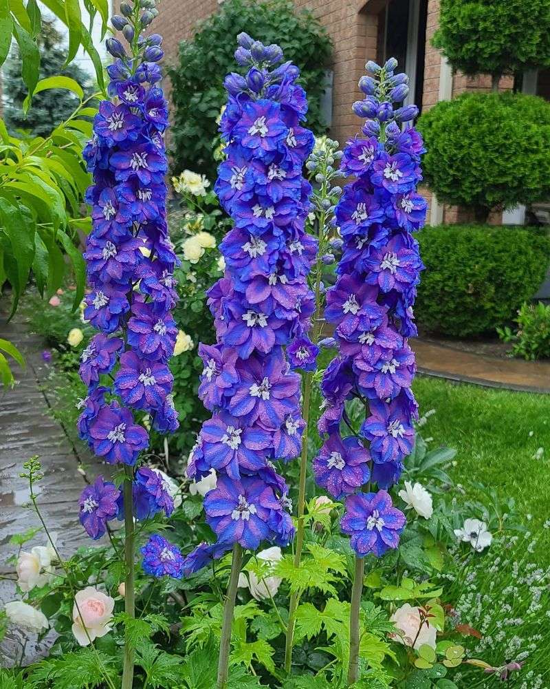 Layer Heights With Delphinium Backdrops