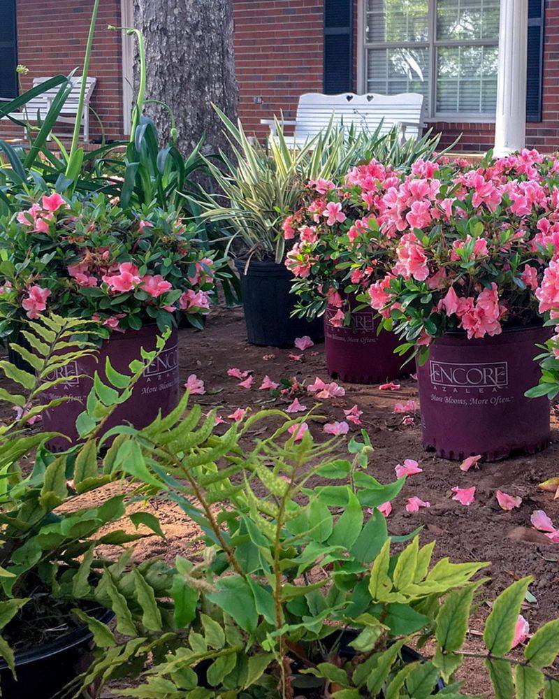Frame Garden Structures with Azaleas