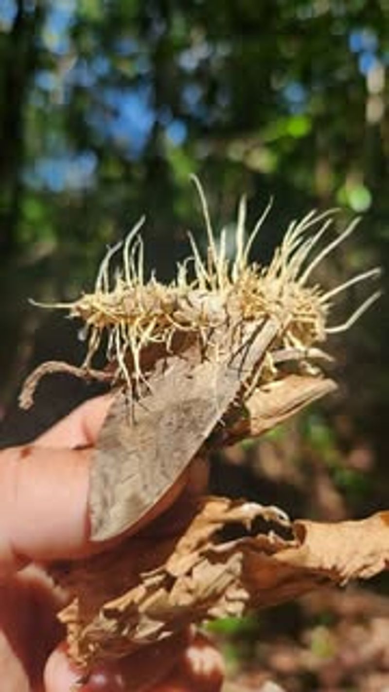 Cordyceps