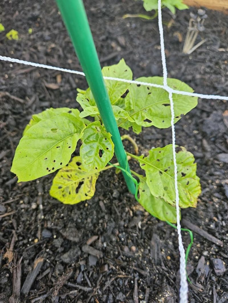 Sneaky Slug and Snail Damage