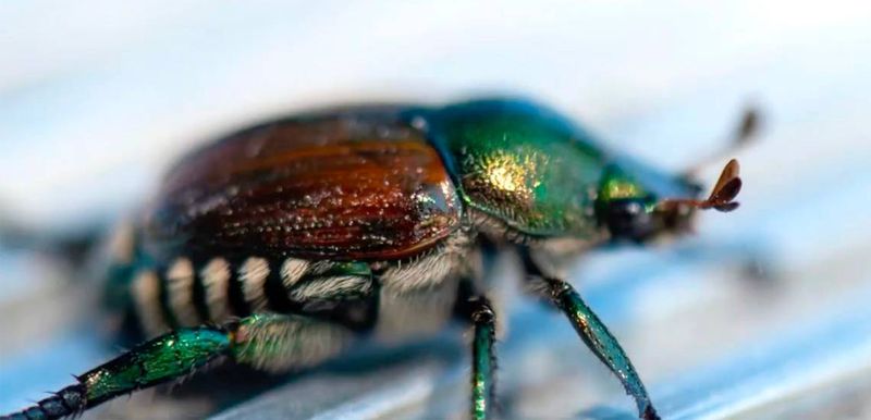 Japanese Beetle Invaders