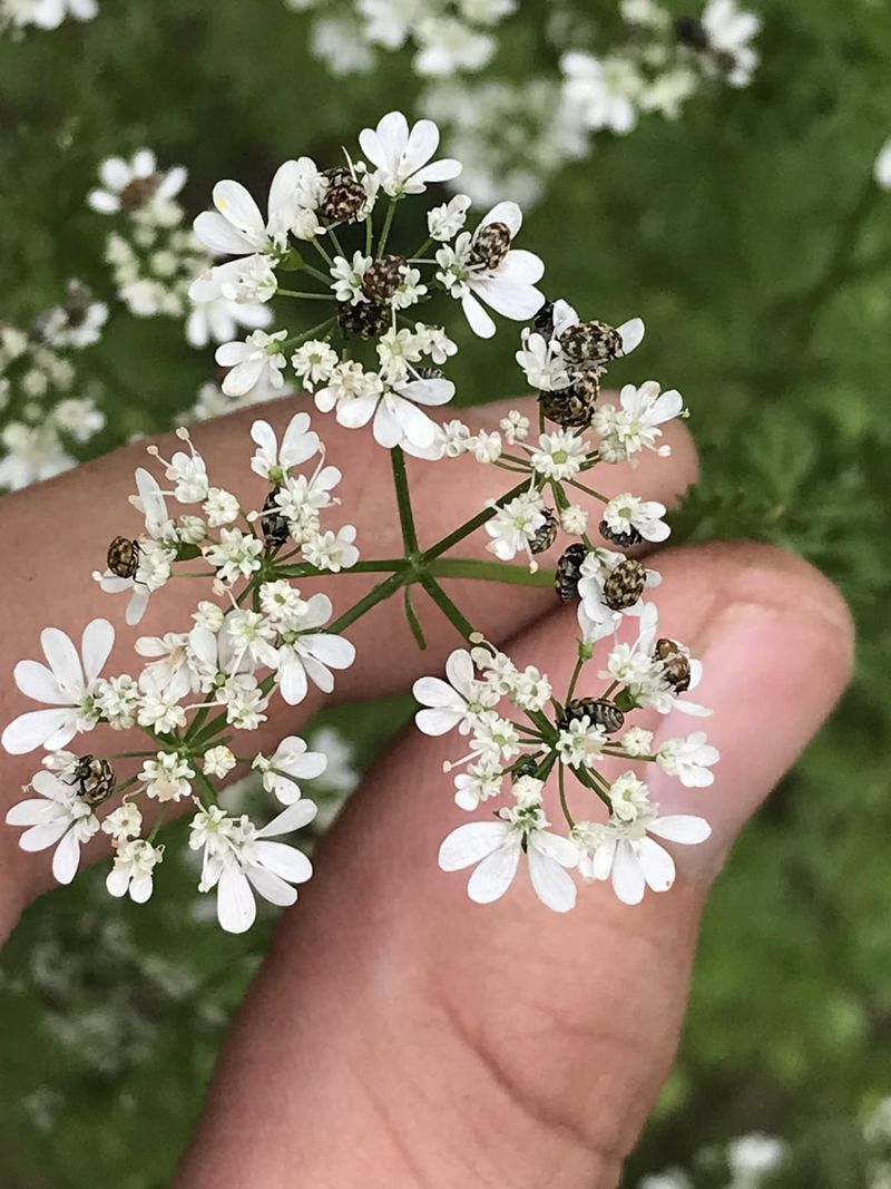 Attracts Beneficial Predator Insects