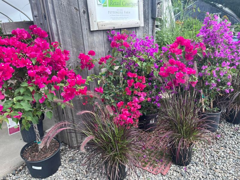 Adapts To Container Planting For Flexibility