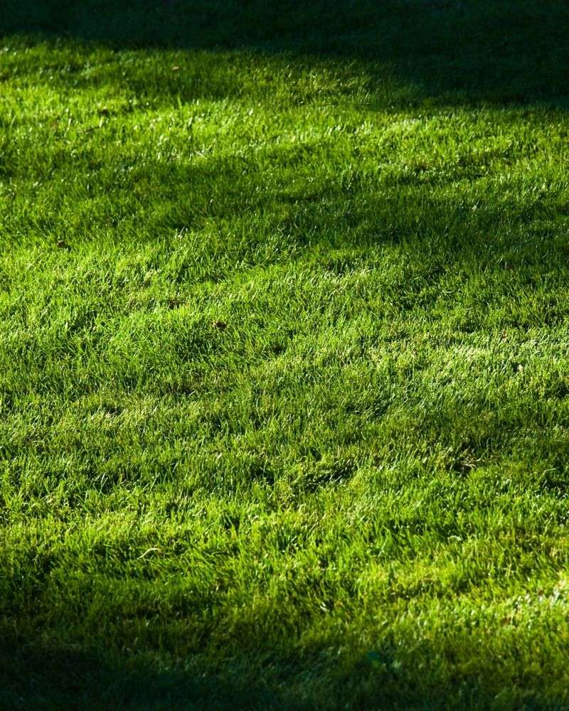 Choose Resistant Grasses