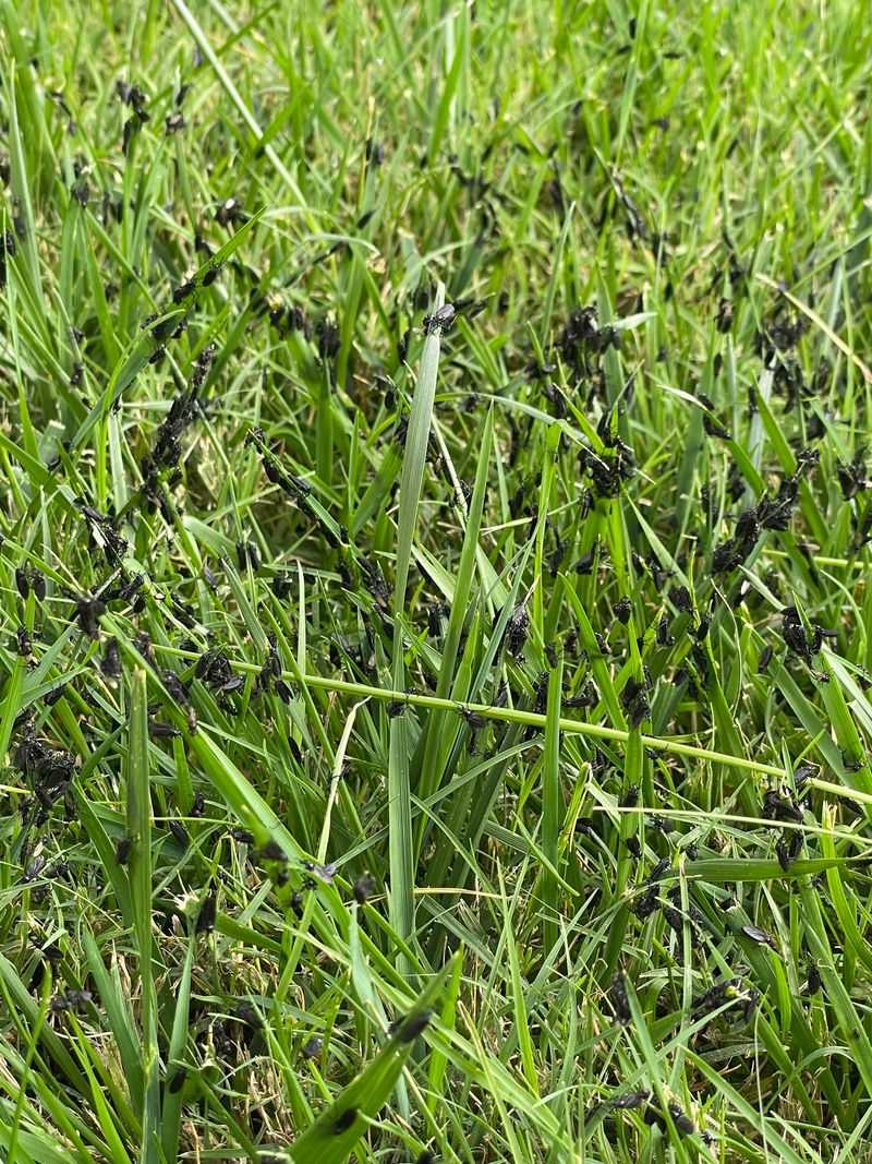 All Bugs Are Lawn Enemies