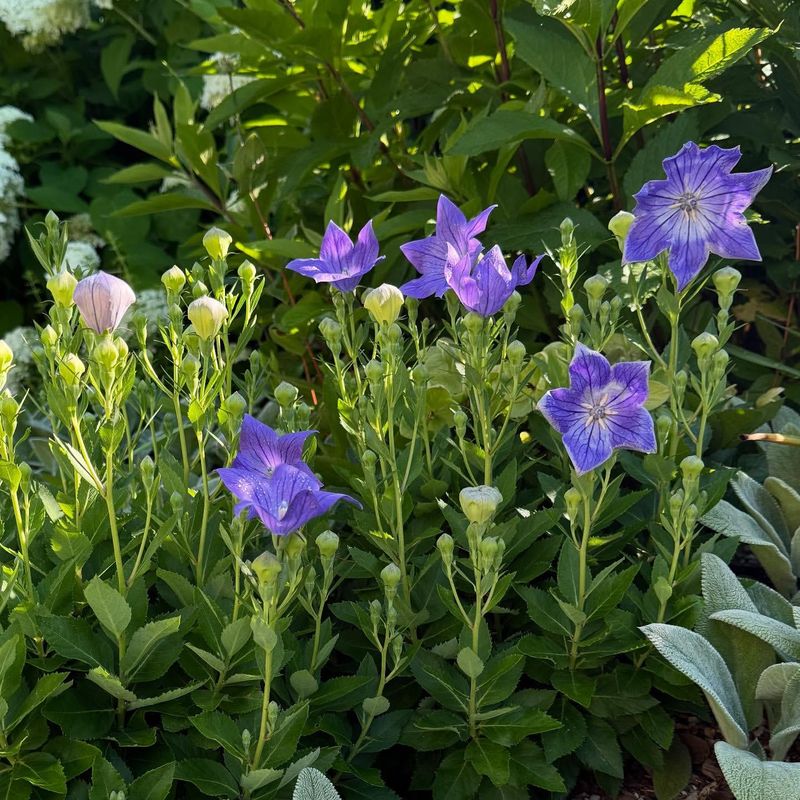 Balloon Flower