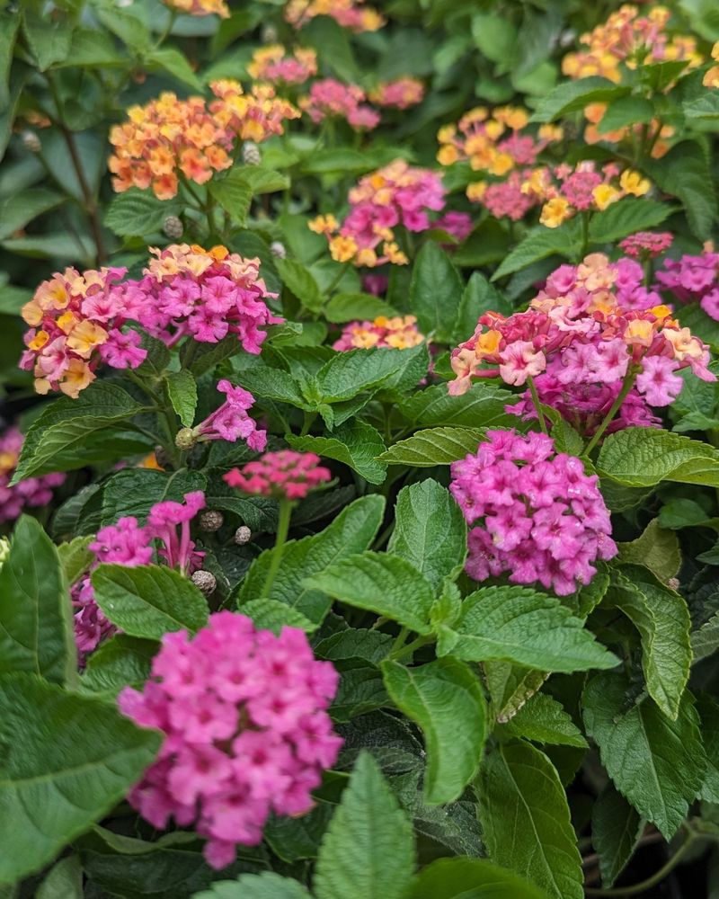 Lantana