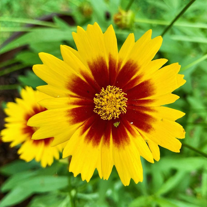 Coreopsis Creates Golden Drifts