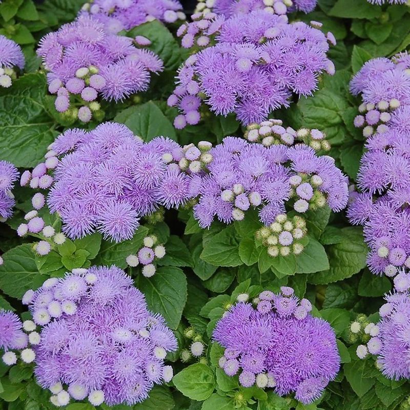 Dwarf Ageratum