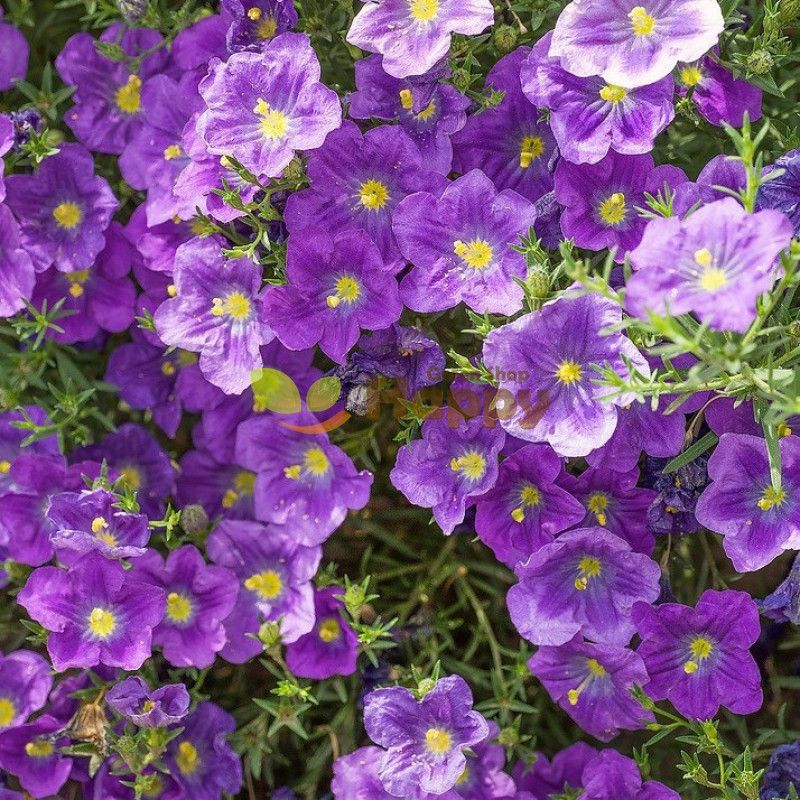 Nierembergia (Cup Flower)