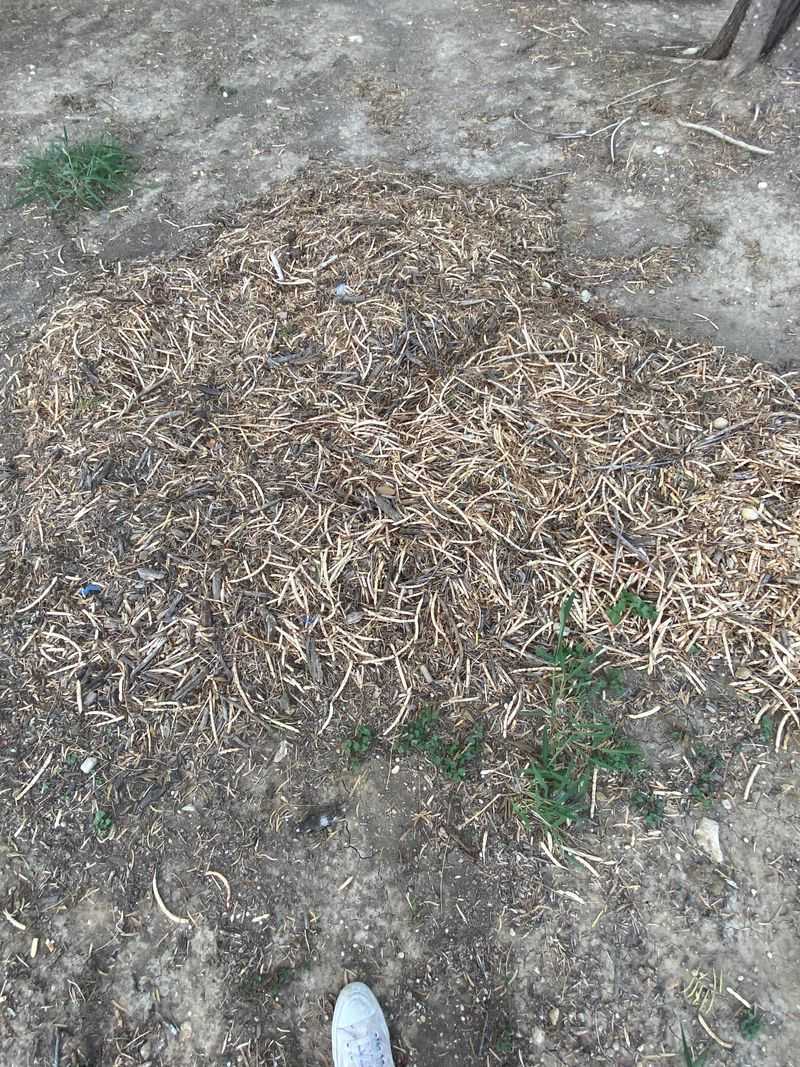 Mesquite Bean Mulch