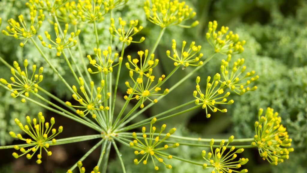Dill