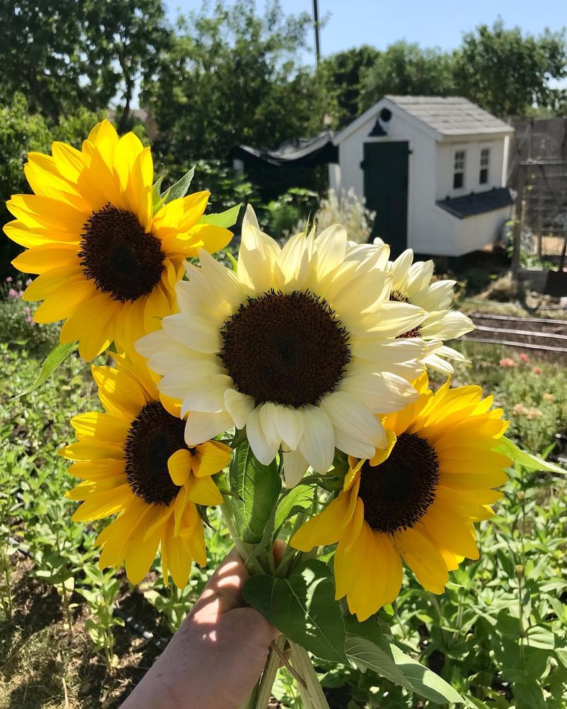 Sunflowers