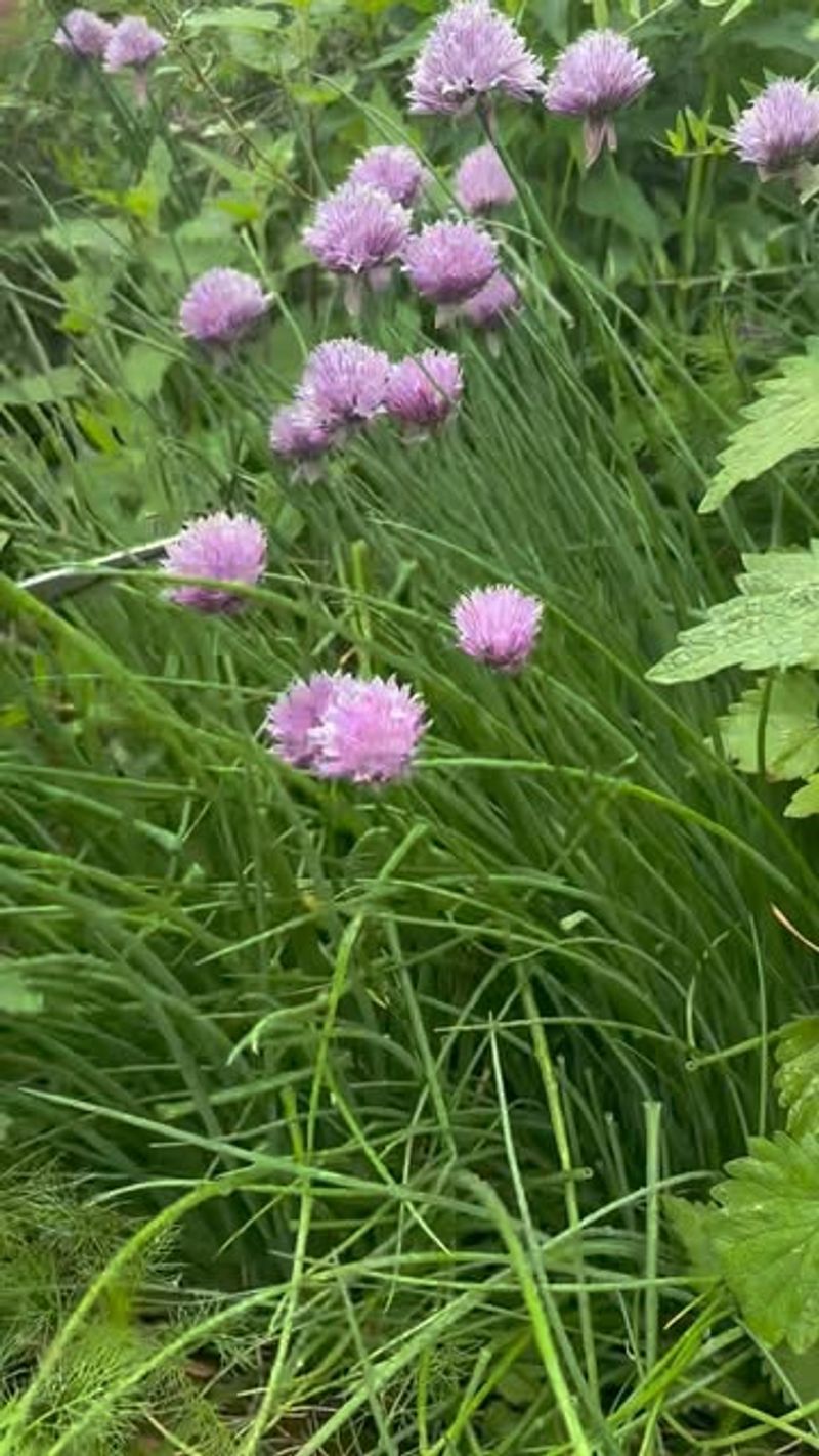 Chives