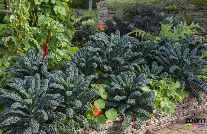 Kale: Cold-Hardy Superfood